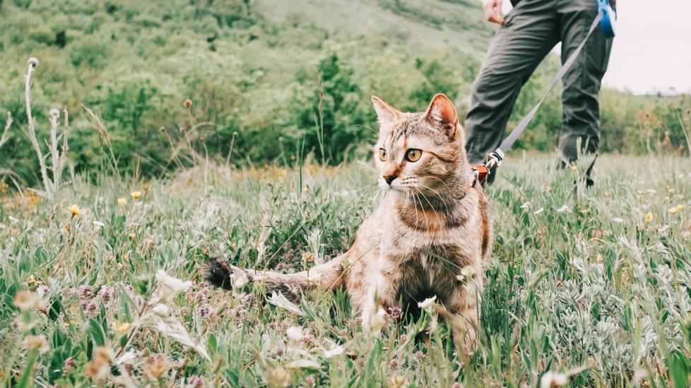 Image showcasing Flea and Tick Prevention and Treatment for Cats | PetMD
